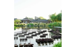 2026株洲夏季团建新篇：贝塔团建以‘长安的荔枝’解锁国风团建新体验